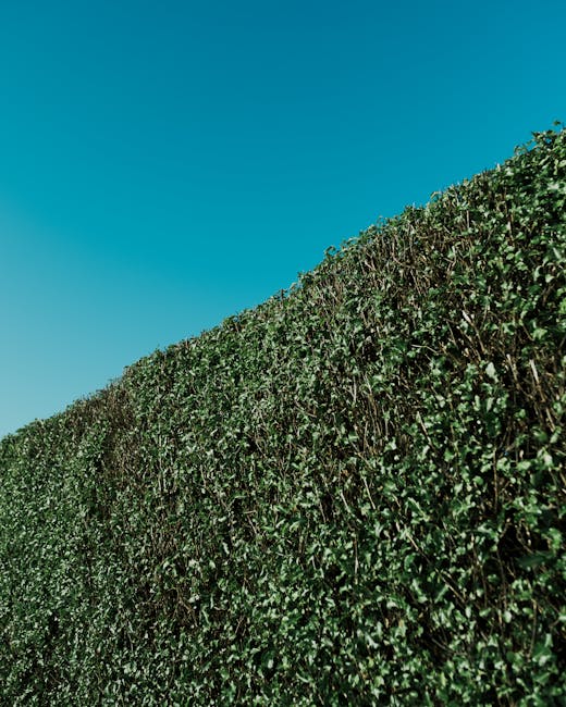 A close-up view of a neatly trimmed hedge with dense, dark green foliage, displaying small, glossy leaves that form a uniform, well-maintained border in a garden. The hedge runs along a garden bed wit