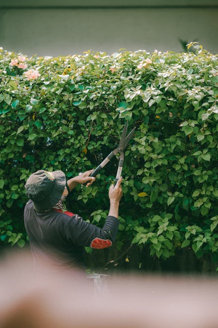 A close-up view of a neatly trimmed hedge with dense, dark green foliage, displaying small, glossy leaves that form a uniform, well-maintained border in a garden. The hedge runs along a garden bed wit